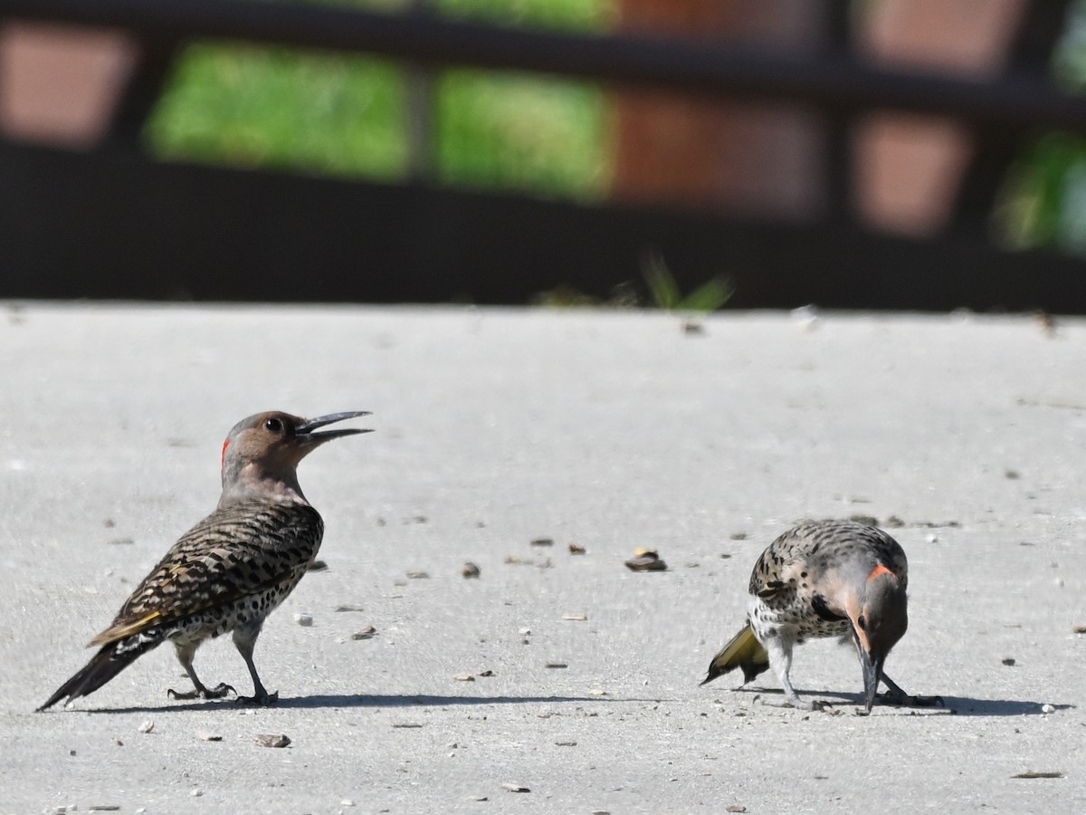 Northern Flicker - ML638362567