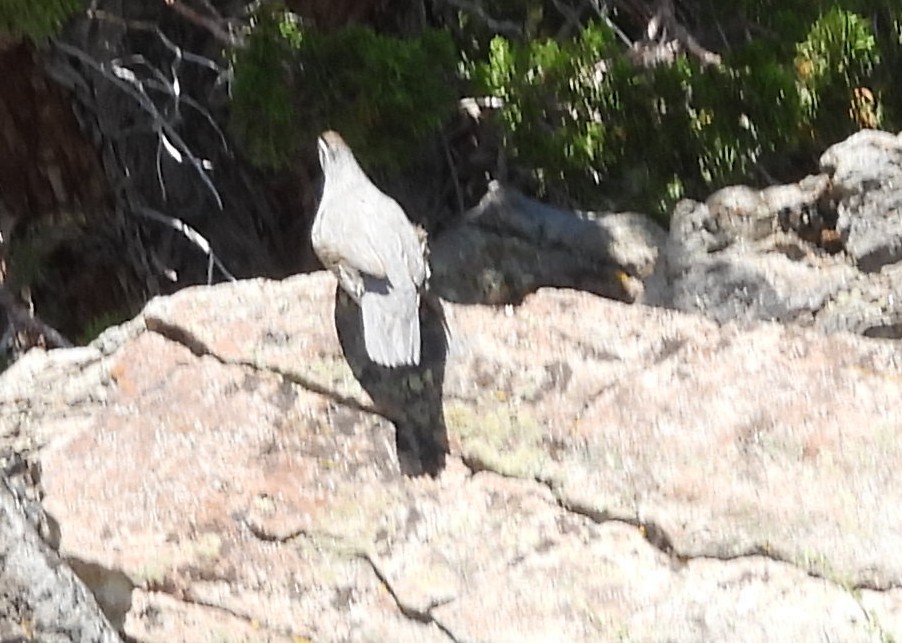 California Quail - ML638362604
