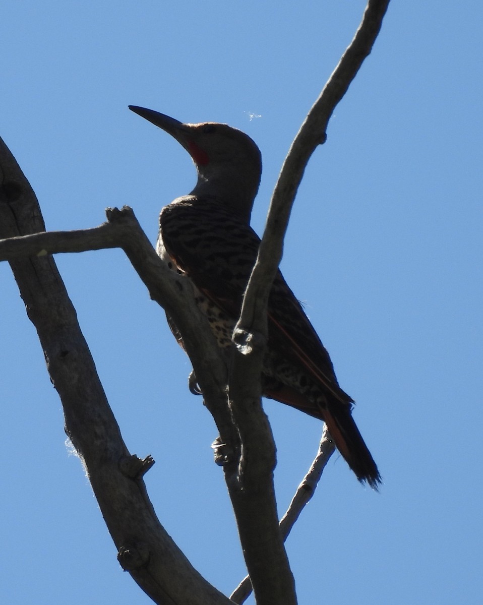 Northern Flicker - ML638362616