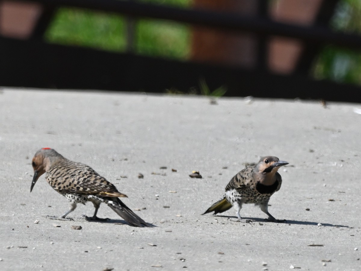 Northern Flicker - ML638362628