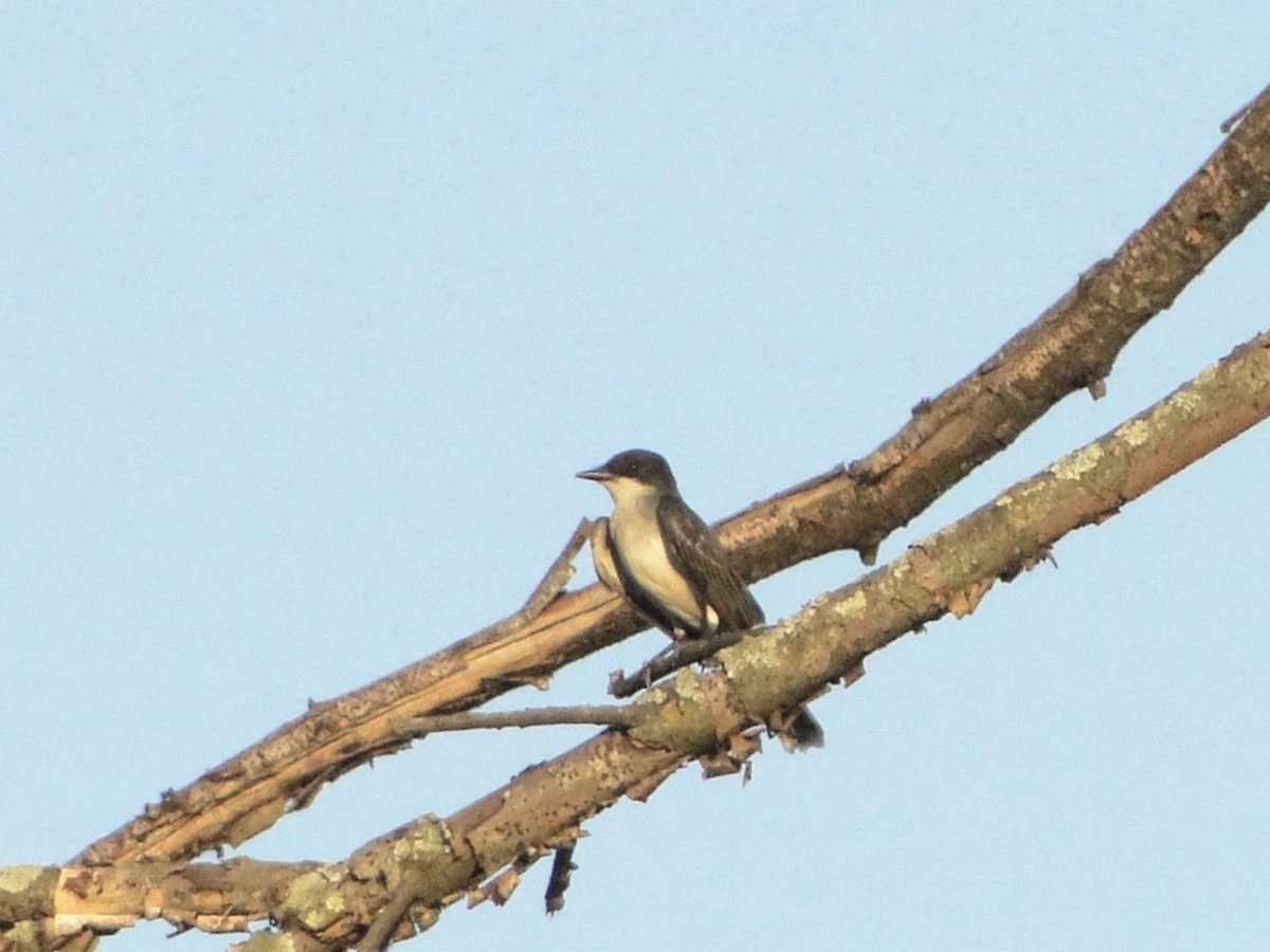 Eastern Kingbird - ML638362651