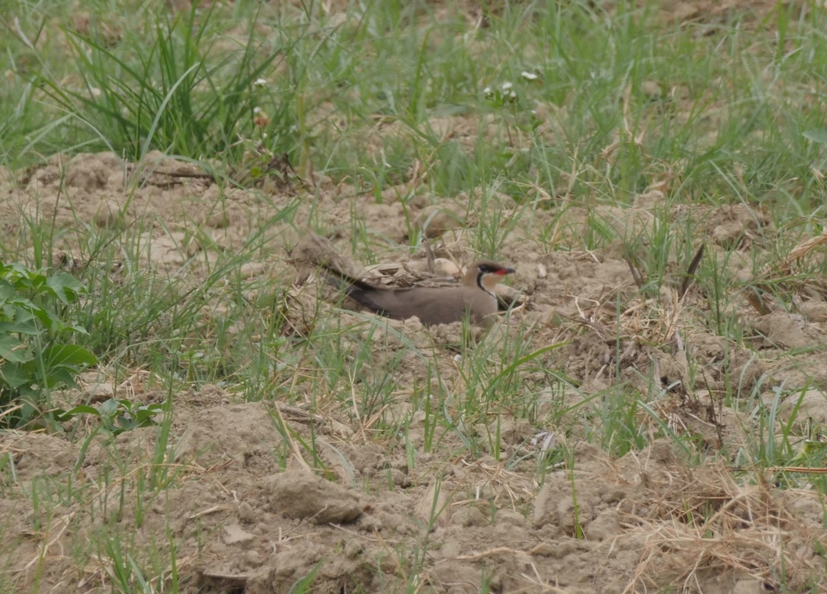 Oriental Pratincole - ML638362699