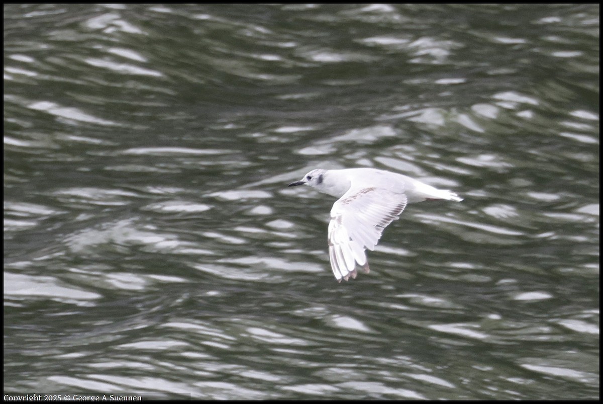 Bonaparte's Gull - ML638362713