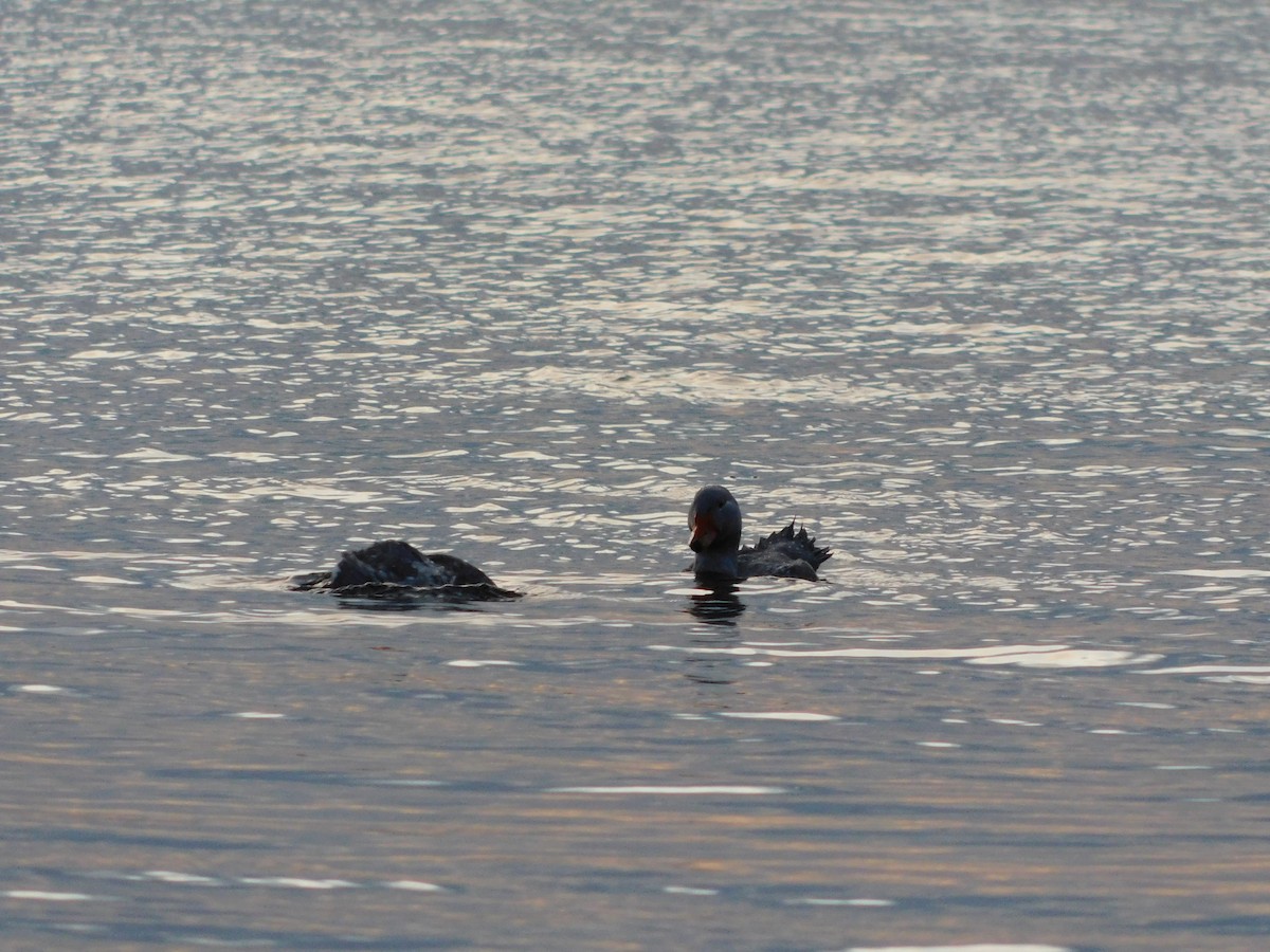 Flightless Steamer-Duck (Chiloe form) - ML638362721