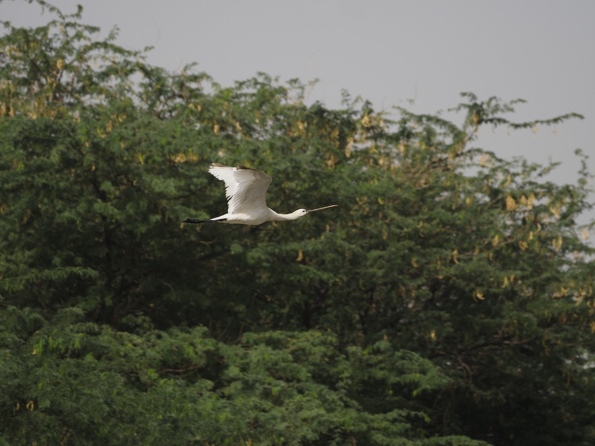 Eurasian Spoonbill - ML638362728