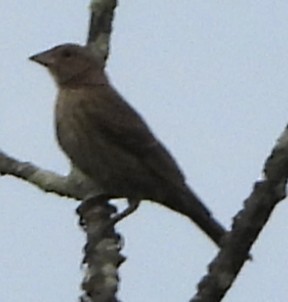 Tordo Cabecipardo - ML638362729