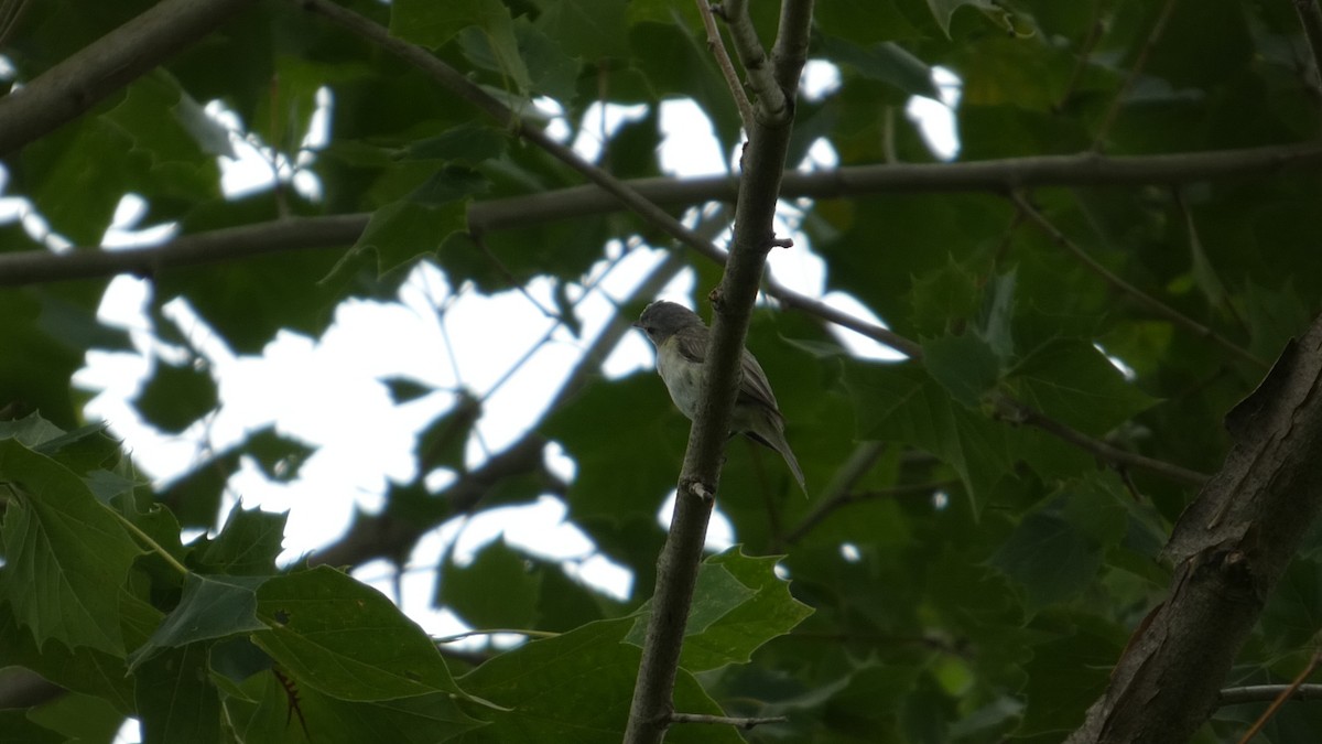Warbling Vireo - ML638362755