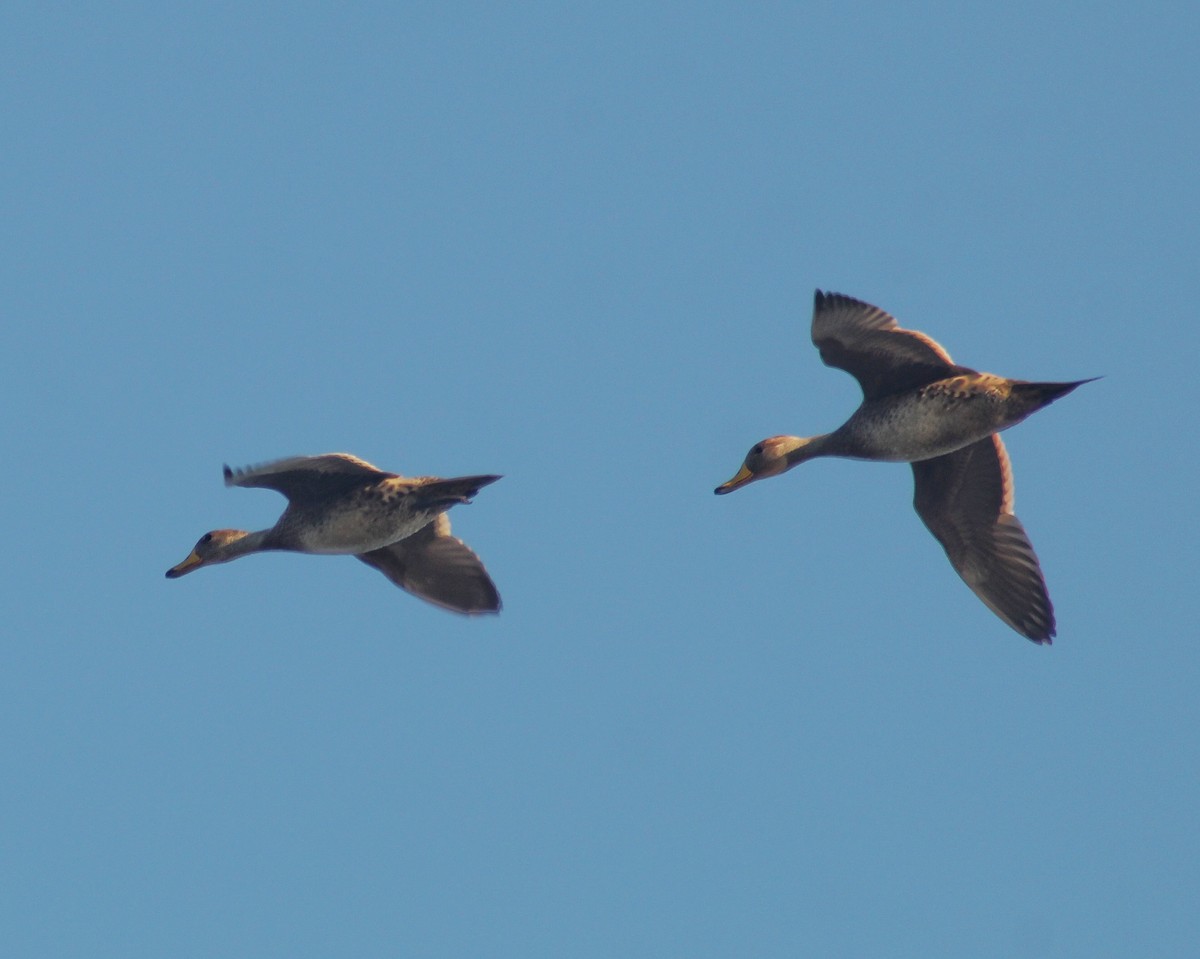 Yellow-billed Pintail (South American) - ML638362756