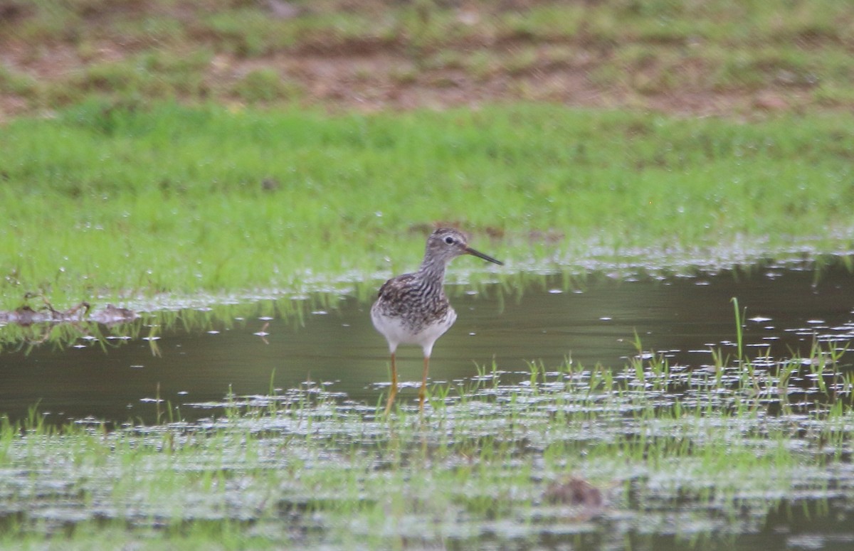 plystresnipe - ML638362761