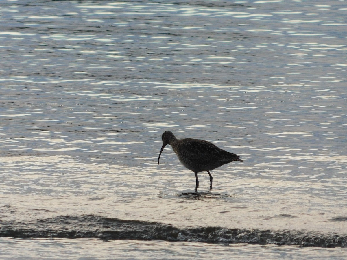 Hudsonian Whimbrel - ML638362763