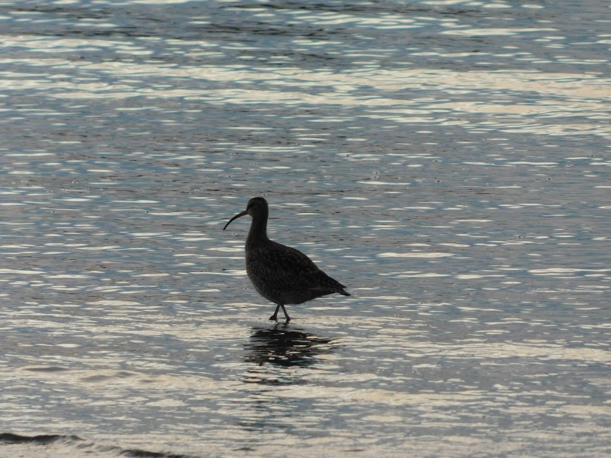 Hudsonian Whimbrel - ML638362764