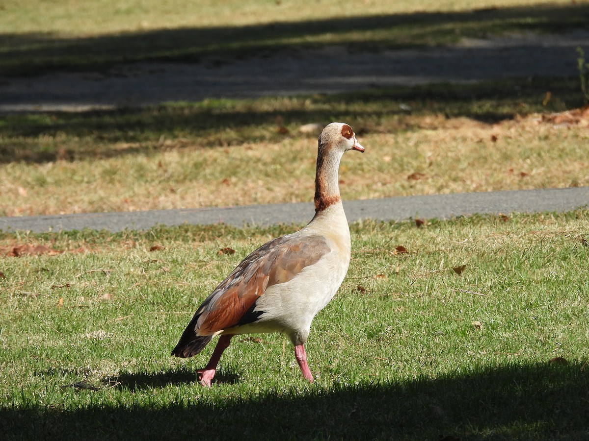 Egyptian Goose - ML638362778
