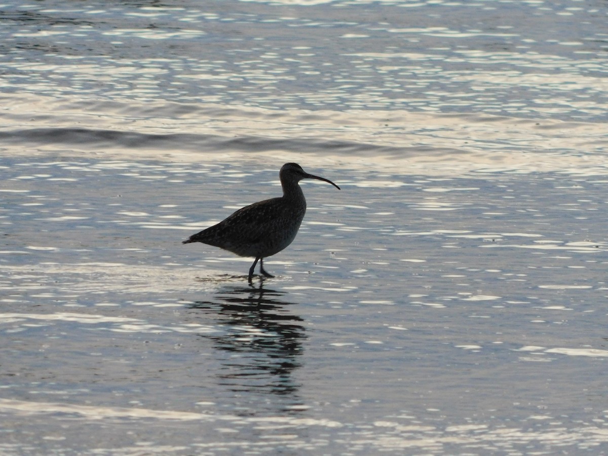Hudsonian Whimbrel - ML638362780