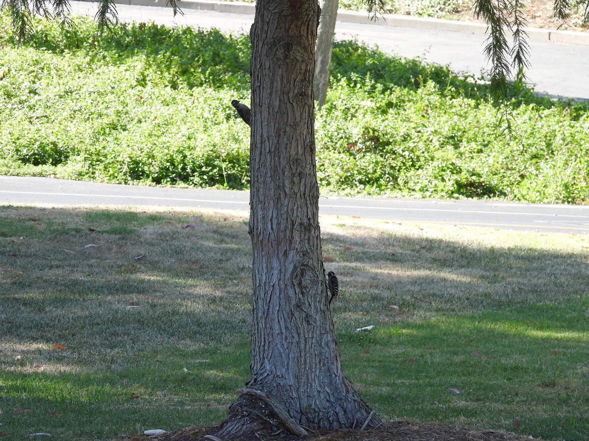 Nuttall's Woodpecker - ML638362786
