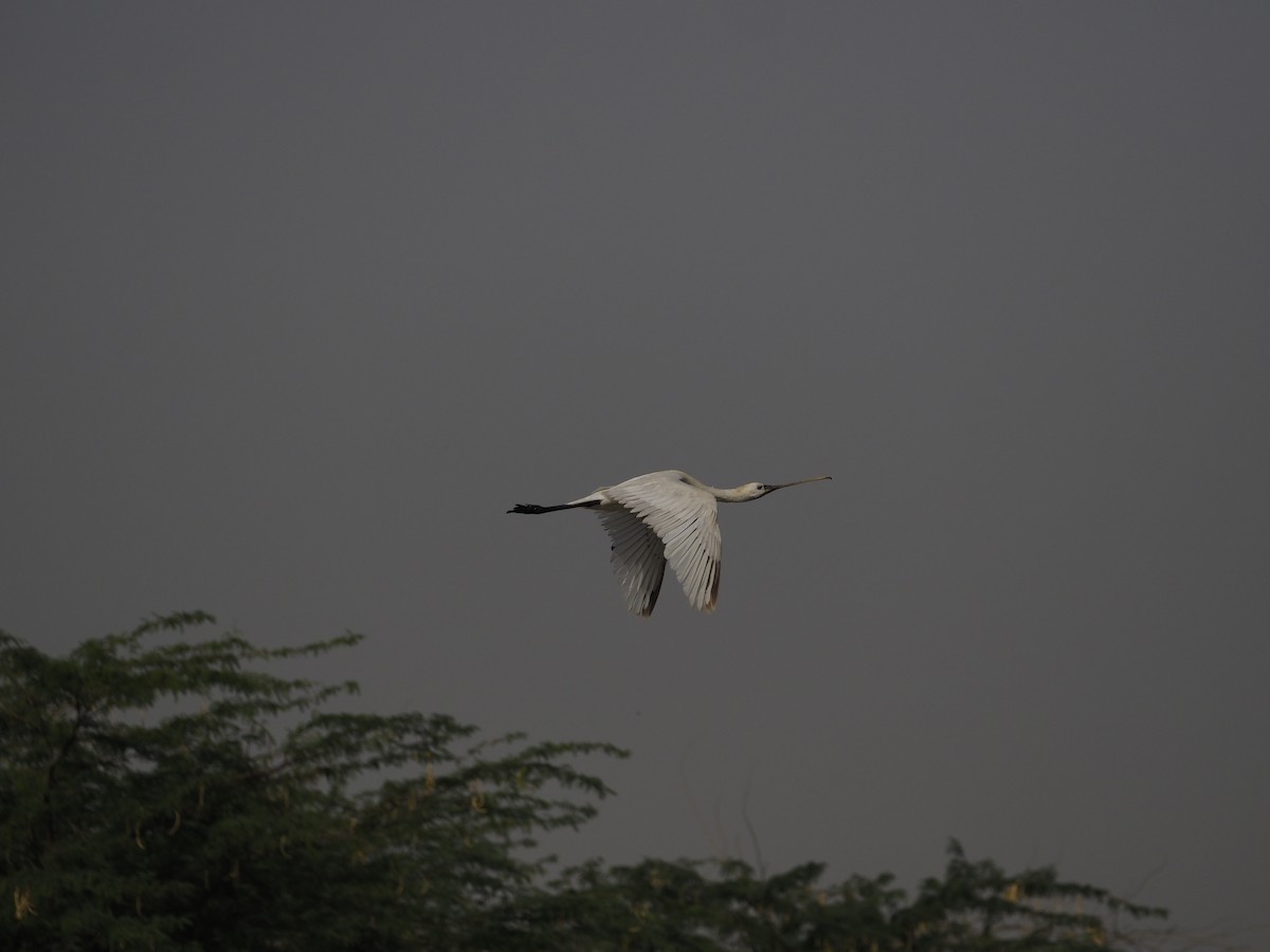 Eurasian Spoonbill - ML638362792