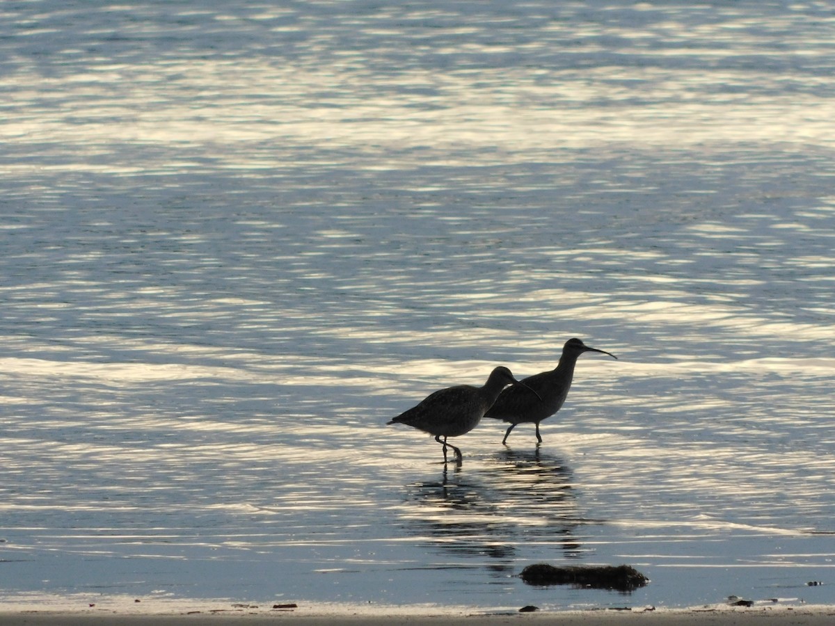 Hudsonian Whimbrel - ML638362794
