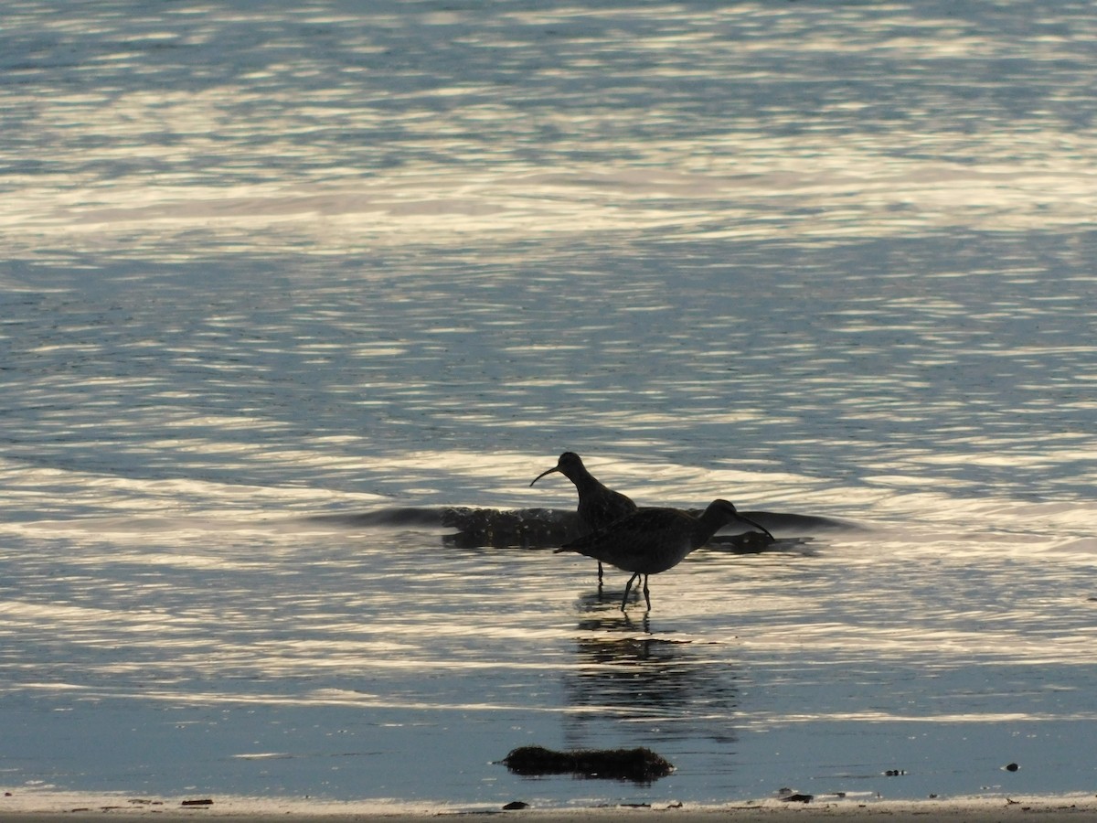 Hudsonian Whimbrel - ML638362796
