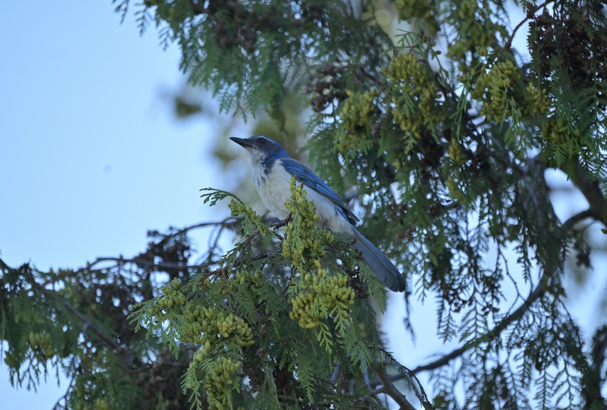 California Scrub-Jay - ML638362800