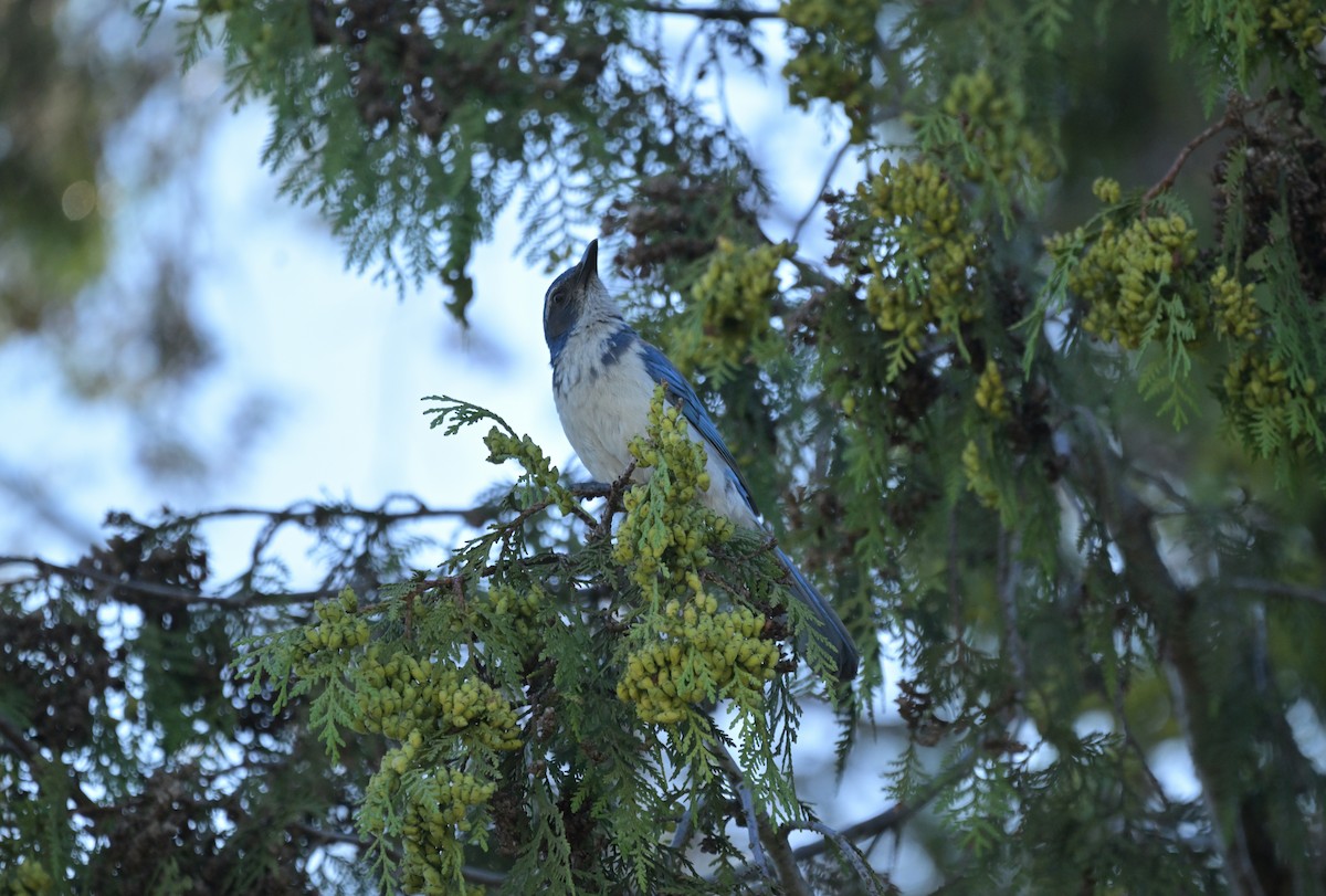California Scrub-Jay - ML638362801
