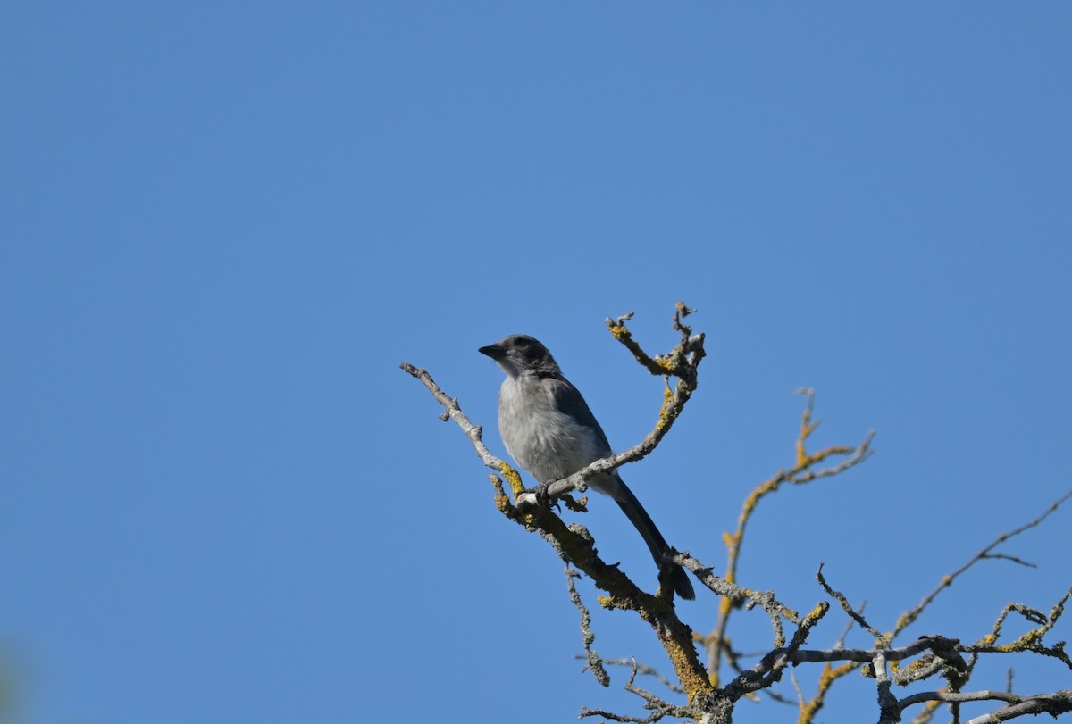 California Scrub-Jay - ML638362811