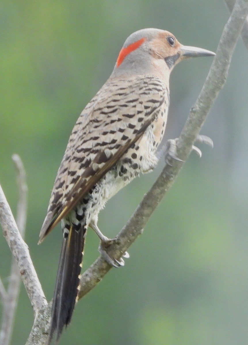 Northern Flicker - ML638362812