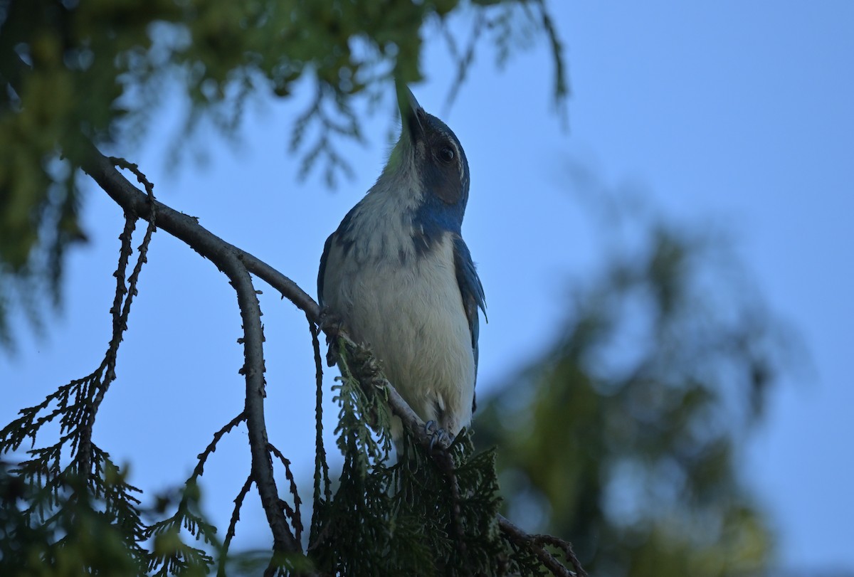 California Scrub-Jay - ML638362813