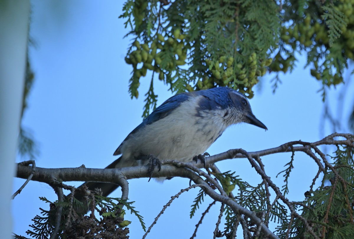 California Scrub-Jay - ML638362814