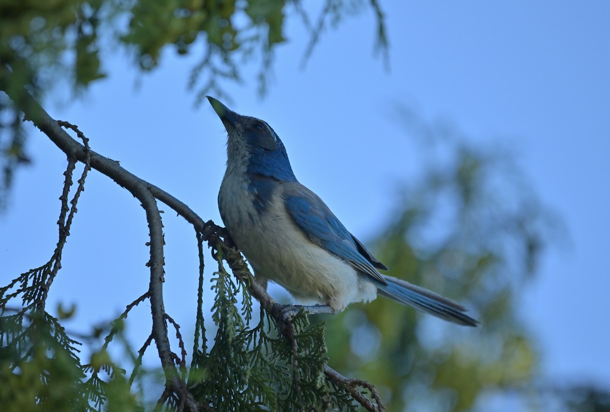 California Scrub-Jay - ML638362815