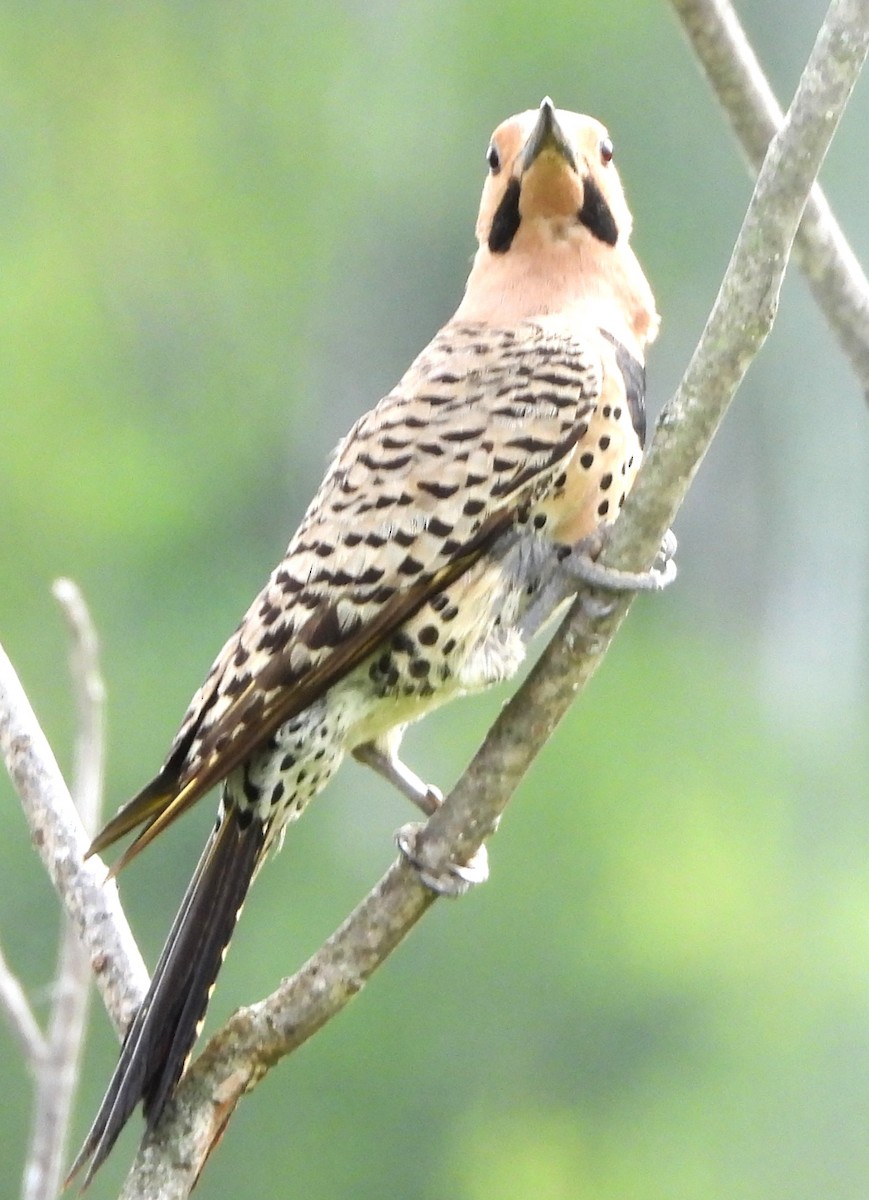 Northern Flicker - ML638362818