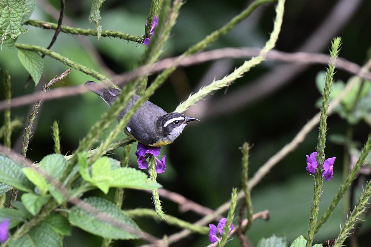 Bananaquit (Continental) - ML638362829