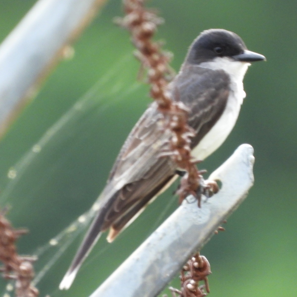 Eastern Kingbird - ML638362844
