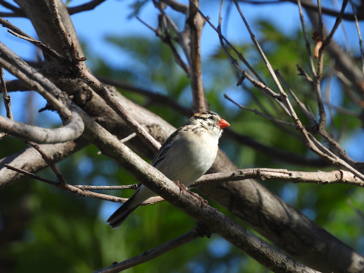 Pin-tailed Whydah - ML638362854