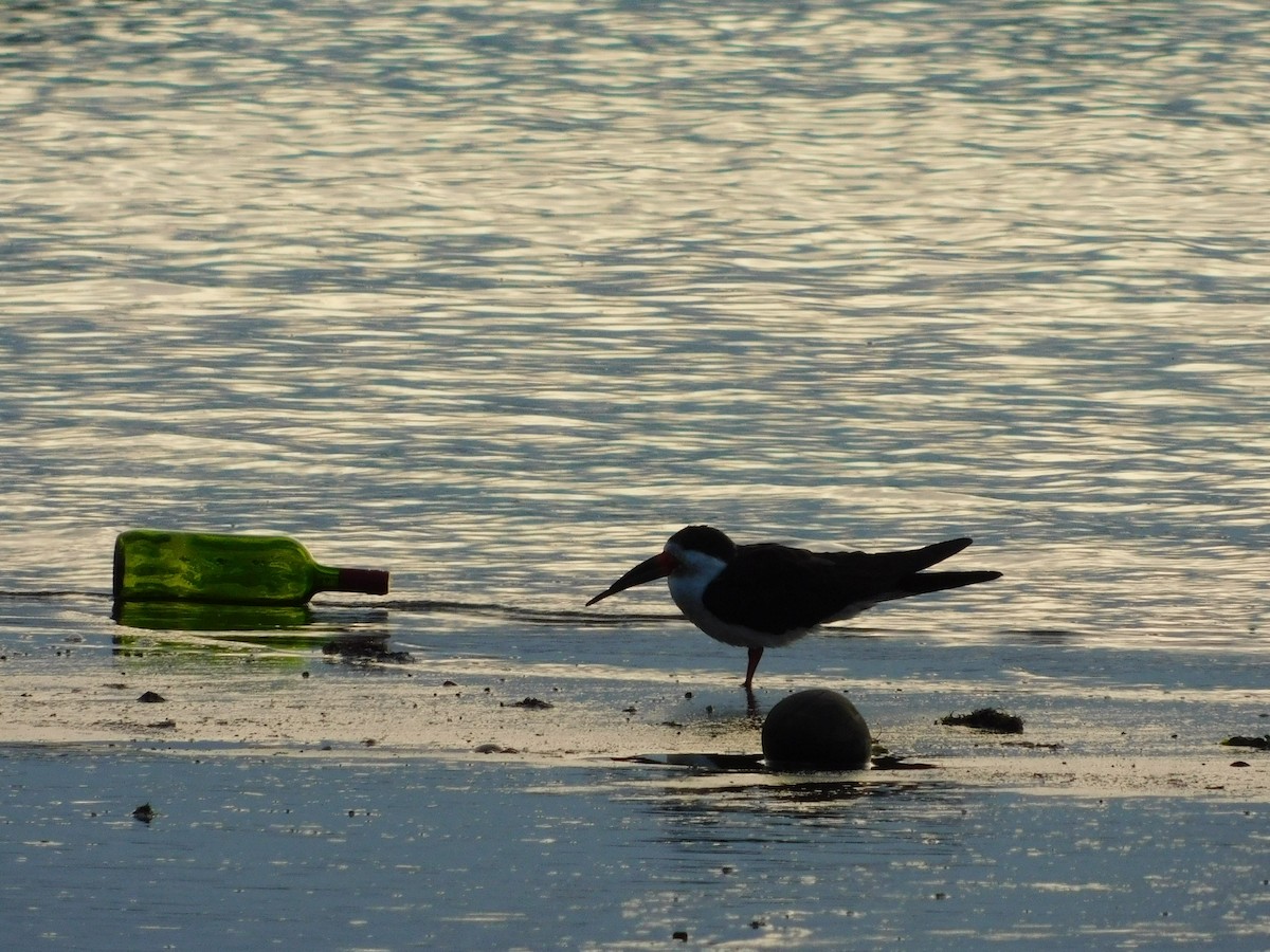 Black Skimmer - ML638362864