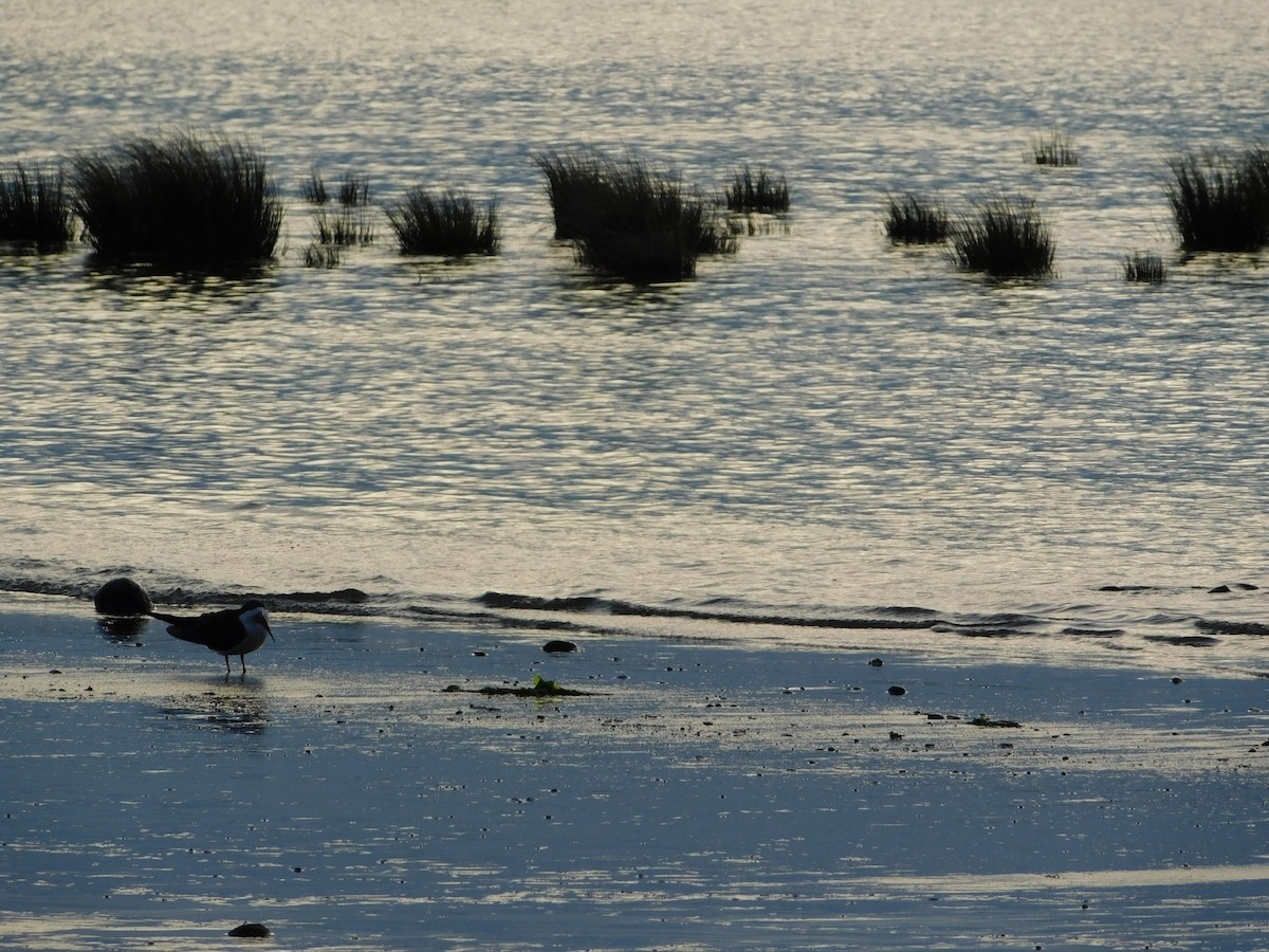 Black Skimmer - ML638362868