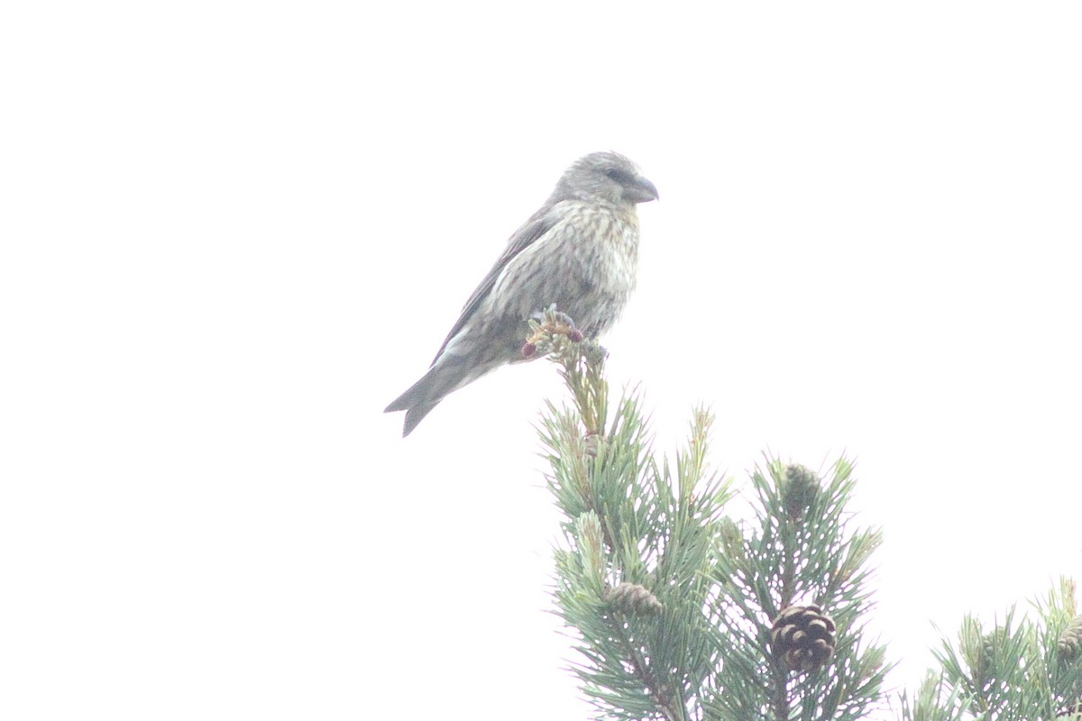 crossbill sp. - ML638362873