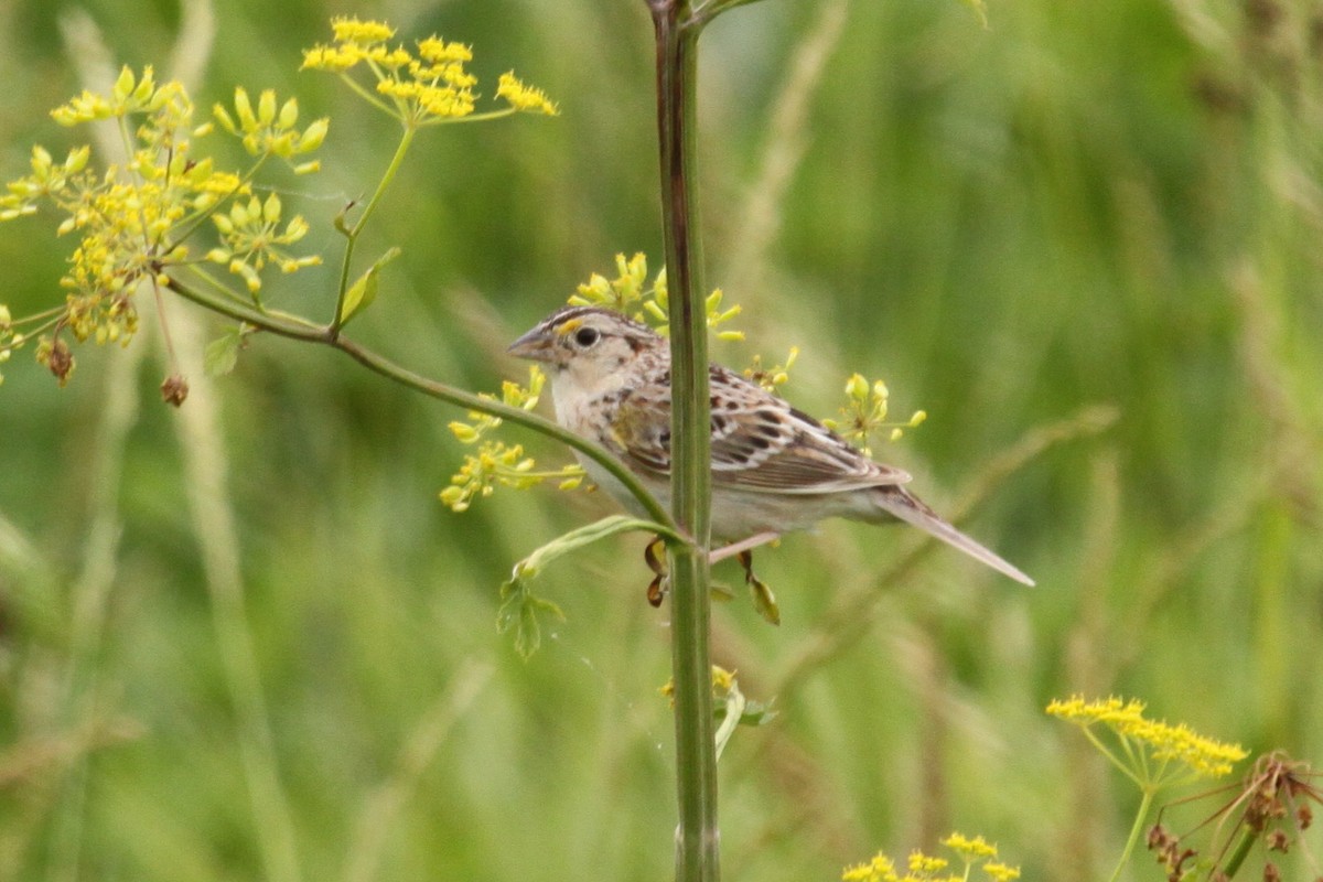 Grasshopper Sparrow - ML638362877