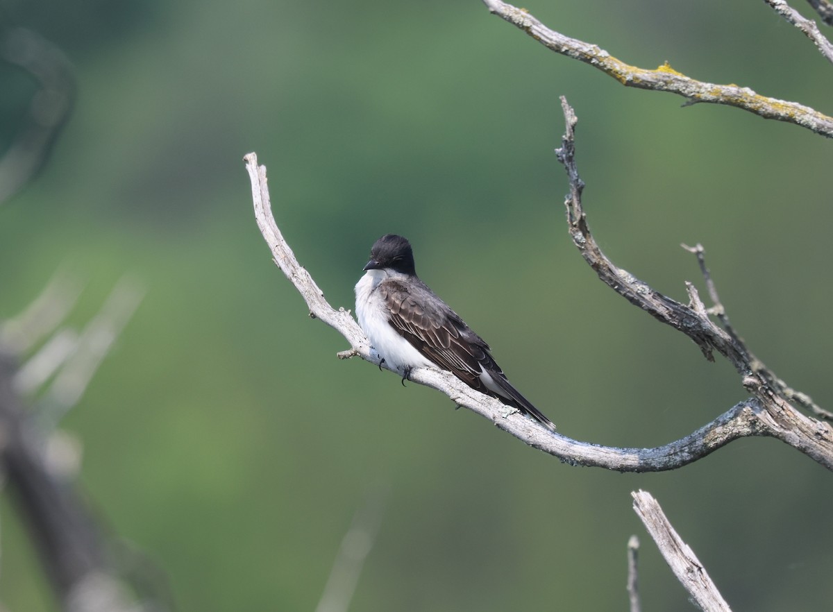 Eastern Kingbird - ML638362879