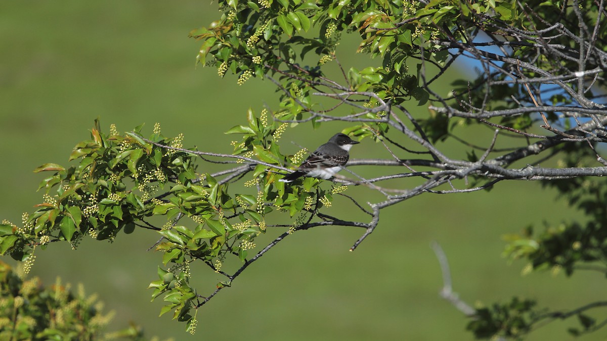 Eastern Kingbird - ML638362882