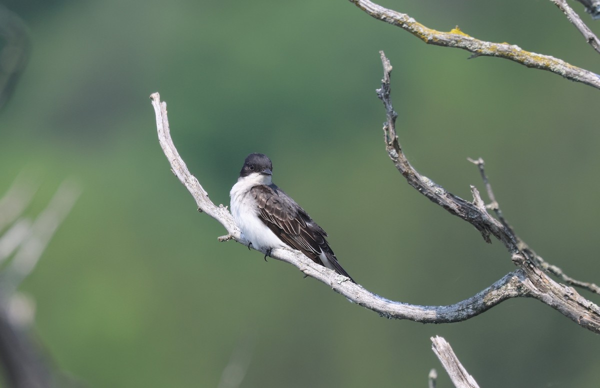 Eastern Kingbird - ML638362886