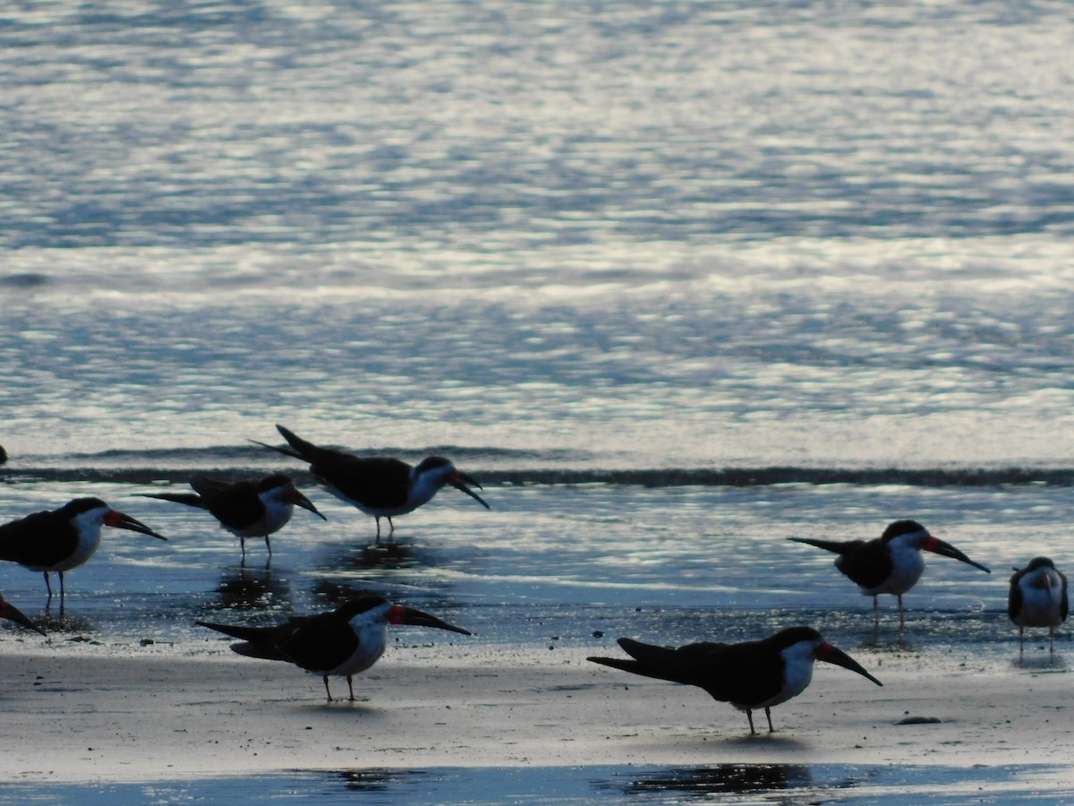 Black Skimmer - ML638362887