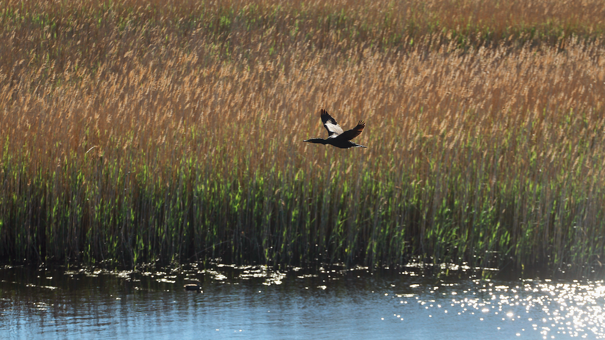 Double-crested Cormorant - ML638362903