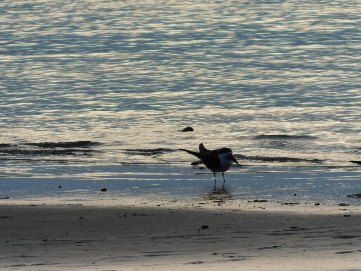 Black Skimmer - ML638362911