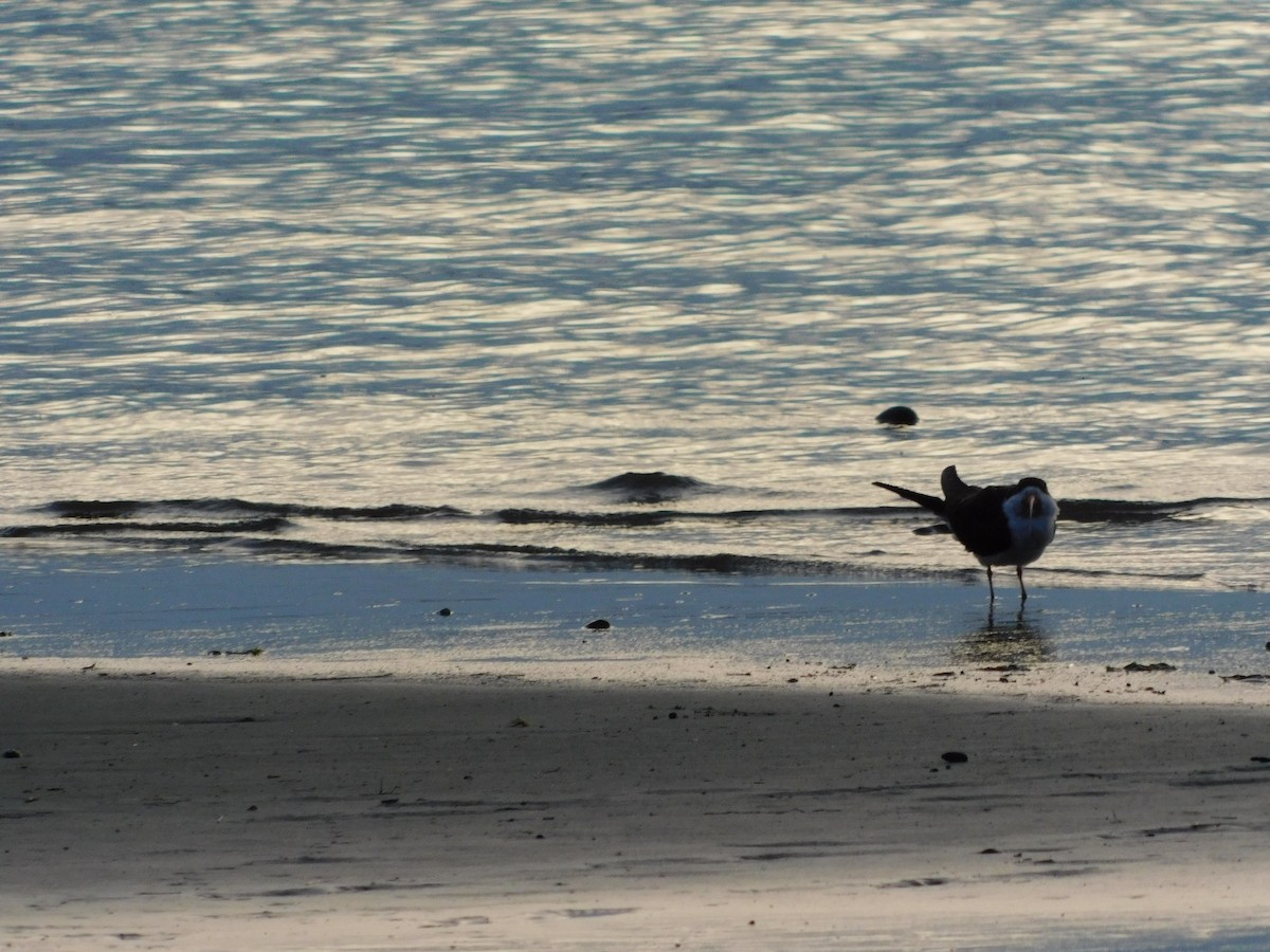 Black Skimmer - ML638362920