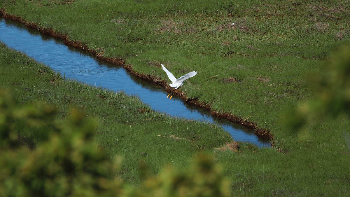 Snowy Egret - ML638362928