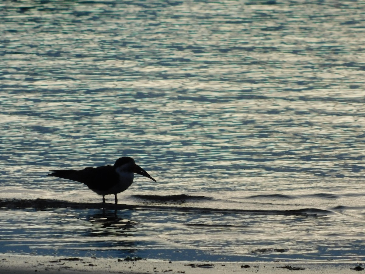 Black Skimmer - ML638362939