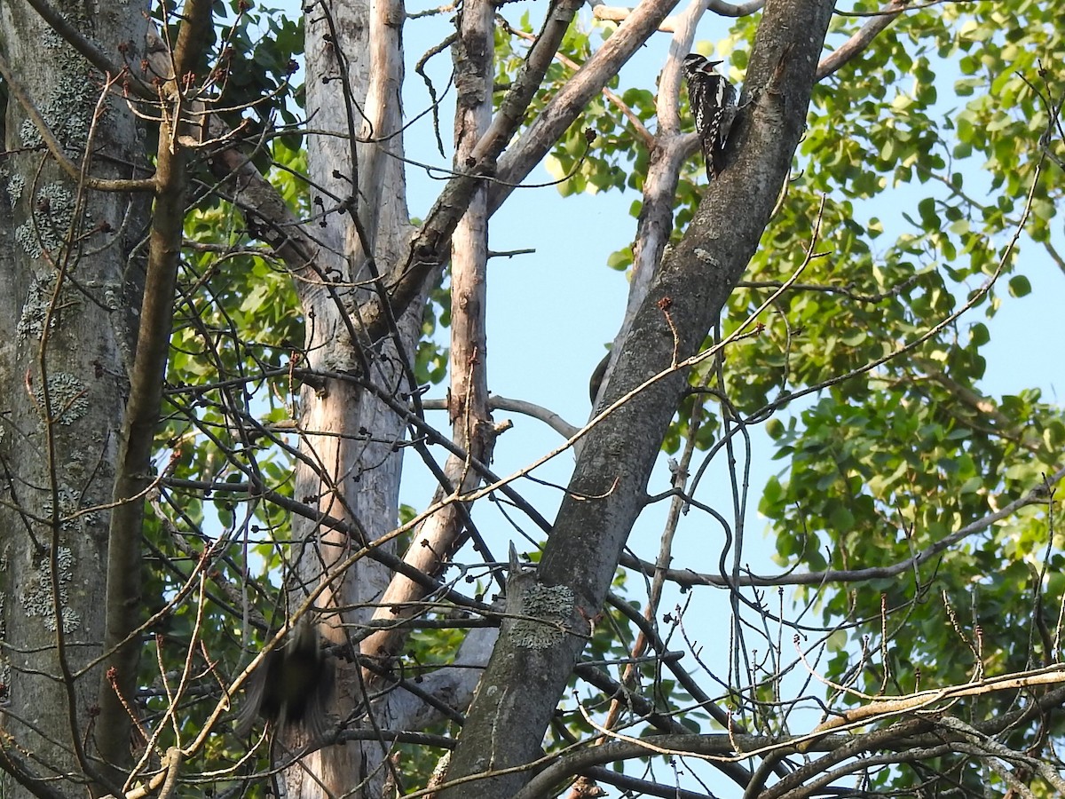 Yellow-bellied Sapsucker - ML638362942