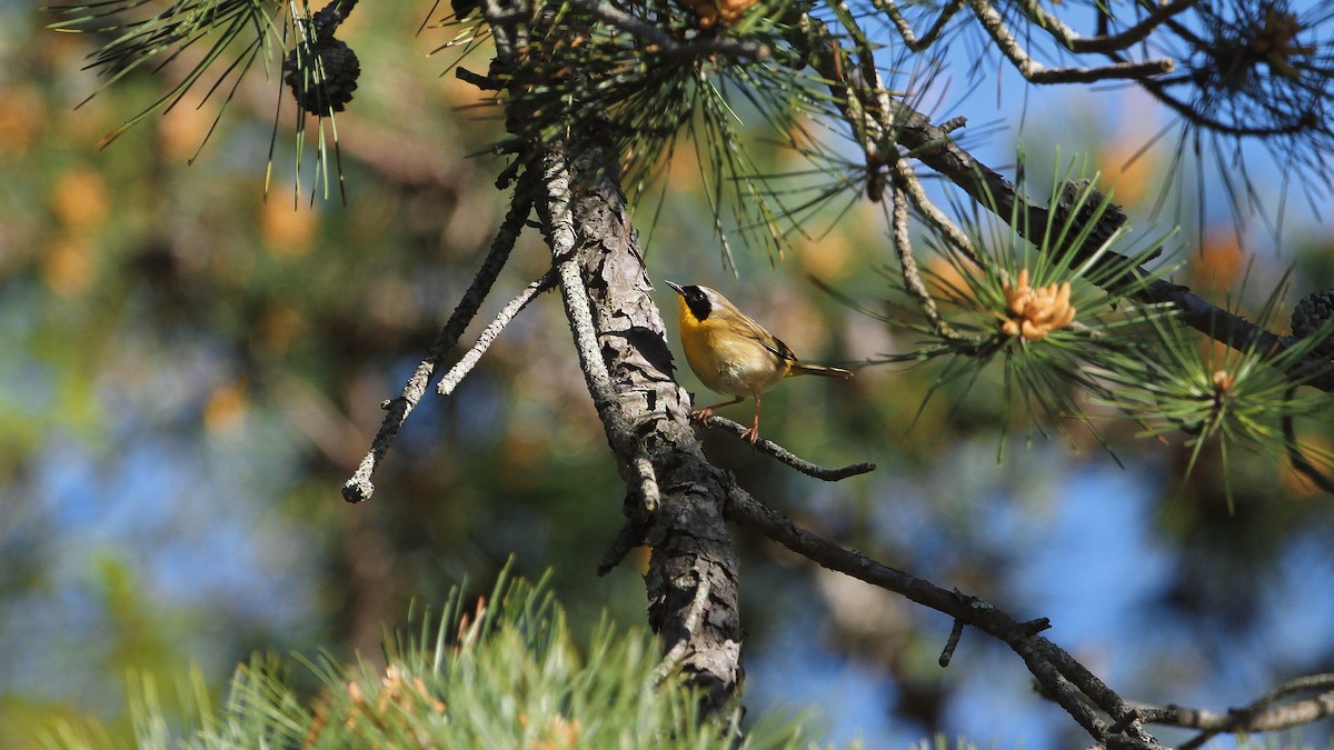 Common Yellowthroat - ML638362945
