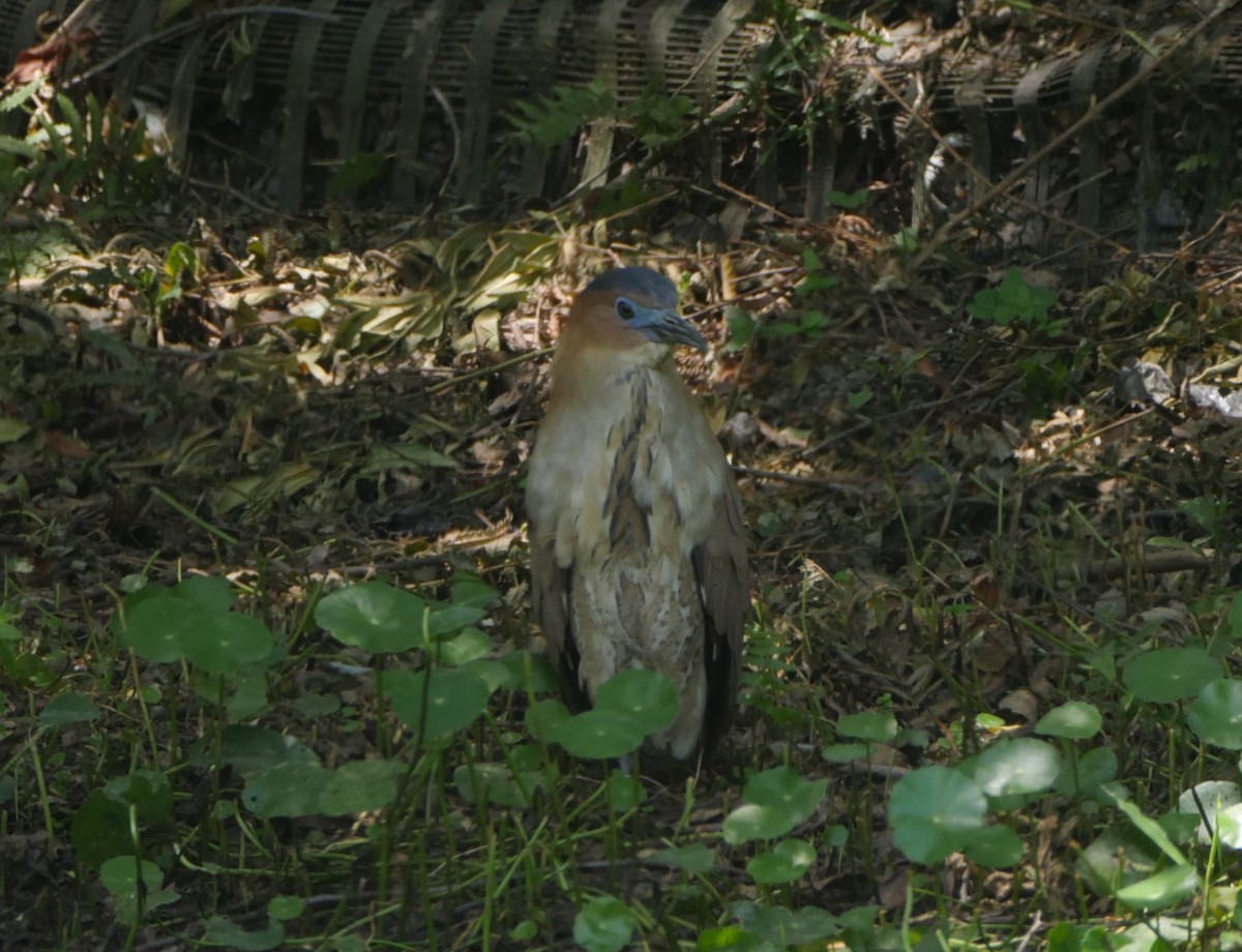 duskdverghegre - ML638362952