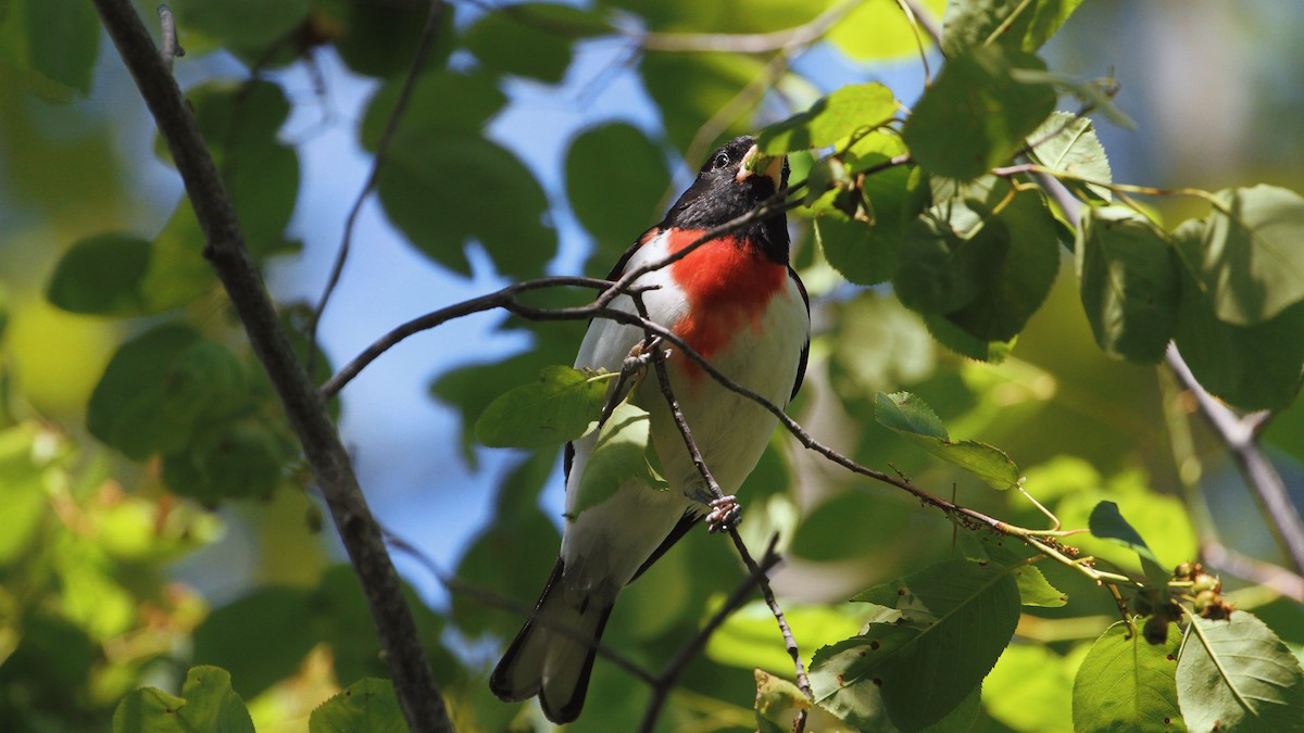Rose-breasted Grosbeak - ML638362954