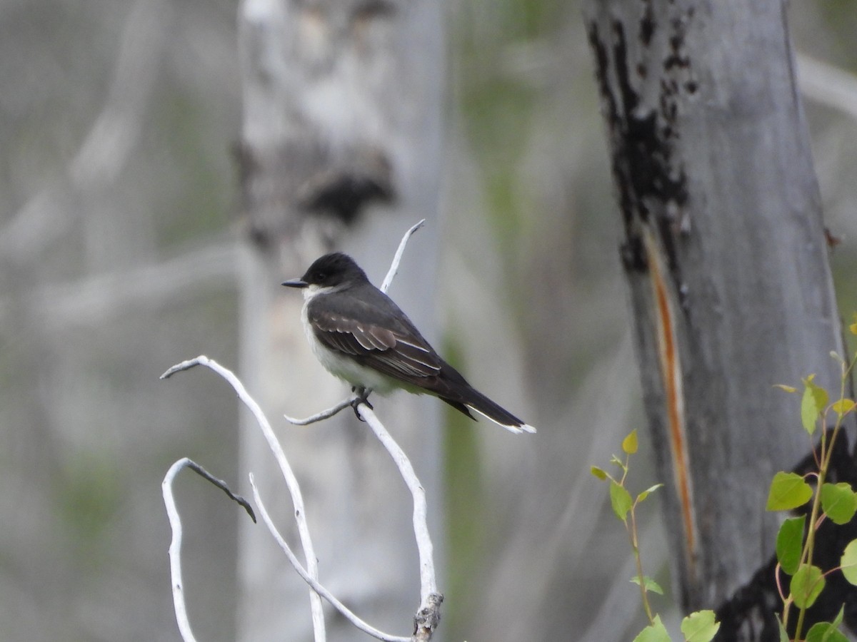 Eastern Kingbird - ML638362955